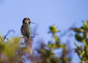Audubon Prints: Anna's hummingbird (Calypte anna) spotted outdoors in San Francisco