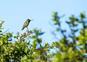 Audubon Prints: Anna's hummingbird (Calypte anna) spotted outdoors in San Francisco