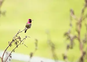 Audubon Prints: Anna's hummingbird (Calypte anna) spotted outdoors in San Francisco