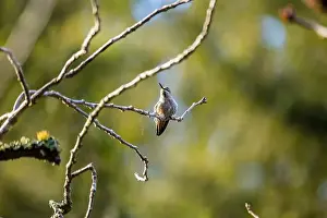 Audubon Prints: Anna's hummingbird (Calypte anna) spotted outdoors in San Francisco