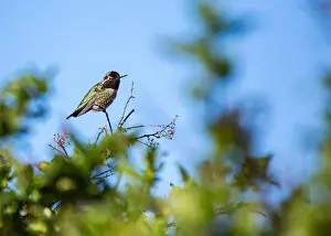 Audubon Prints: Anna's hummingbird (Calypte anna) spotted outdoors in San Francisco