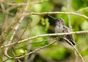 Audubon Prints: Anna's hummingbird (Calypte anna) spotted outdoors in San Francisco