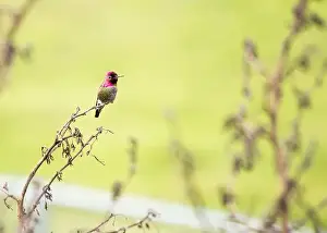 Audubon Prints: Anna's hummingbird (Calypte anna) spotted outdoors in San Francisco