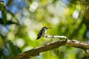 Audubon Prints: Anna's hummingbird (Calypte anna) spotted outdoors in San Francisco