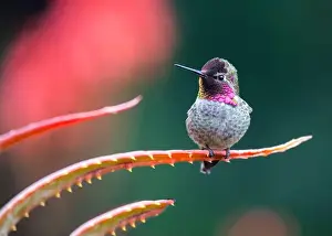 Audubon Prints: Anna's hummingbird (Calypte anna) spotted outdoors in San Francisco