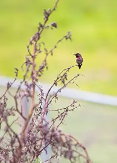 Audubon Prints: Anna's hummingbird (Calypte anna) spotted outdoors in San Francisco