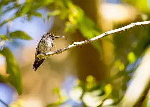 Audubon Prints: Anna's hummingbird (Calypte anna) spotted outdoors in San Francisco