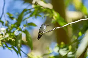Audubon Prints: Anna's hummingbird (Calypte anna) spotted outdoors in San Francisco