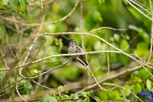 Audubon Prints: Anna's hummingbird (Calypte anna) spotted outdoors in San Francisco
