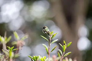 Audubon Prints: Anna's hummingbird (Calypte anna) spotted outdoors in San Francisco