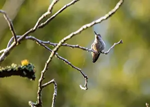Audubon Prints: Anna's hummingbird (Calypte anna) spotted outdoors in San Francisco