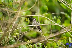 Audubon Prints: Anna's hummingbird (Calypte anna) spotted outdoors in San Francisco