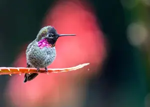Audubon Prints: Anna's hummingbird (Calypte anna) spotted outdoors in San Francisco