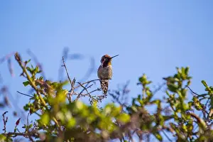 Nectar Prints: Anna's hummingbird (Calypte anna) spotted outdoors in San Francisco