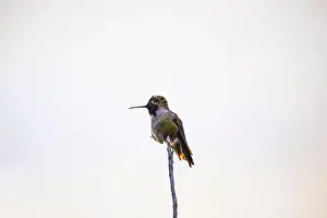 Nectar Prints: Anna's hummingbird (Calypte anna) spotted outdoors in San Francisco