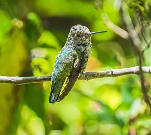 Tucson Prints: Anna's Hummingbird Female Bird Calypte Anna Sonora Desert Museum Tucson Arizona
