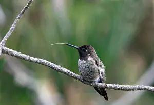 Calypte Anna Prints: Anna's Hummingbird Male