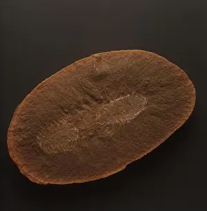 Prehistory Prints: Annelida, Fossundecima konecniorum - Carboniferous, close-up