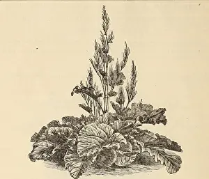 Bookdecade1870 Prints: Annual & hardy perennial plants