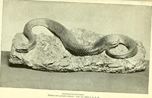 Institutional Prints: Annual report of the Board of Regents of the Smithsonian Institution (1892) (17814481113)