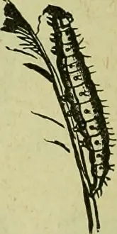 Bookdecade1870 Prints: Annual report. Entomological Society of Ontario; Insect pests; Insects -- Ontario Periodicals