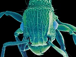 Arthropods Prints: Ant head. Coloured scanning electron micrograph (SEM) of the head of an ant (family Formicidae)