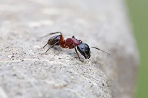 Jaws Prints: Ant on rock; close up; Spain