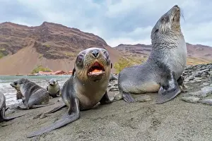 Polar Regions Prints: Antarctic fur seal pups (Arctocephalus gazella) near the abandoned whaling station at Stromness Bay on South Georgia