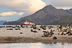 Carnivora Prints: Antarctic Fur Seals, Arctocephalus gazella on Right whale bay beach, South Georgia Island