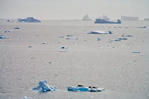 Flipper Prints: Antarctic seascape with Crabeater Seals resting on an Ice Floe