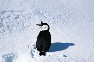 Vernadsky Research Base Prints: Antarctic shag (Leucocarbo bransfieldensis). Antarctica. Seabird