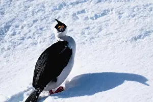 Vernadsky Research Base Prints: Antarctic shag (Leucocarbo bransfieldensis). Antarctica. Seabird
