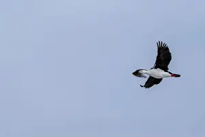 Vernadsky Research Base Prints: Antarctic Shag -Leucocarbo bransfieldensis- flying and carrying