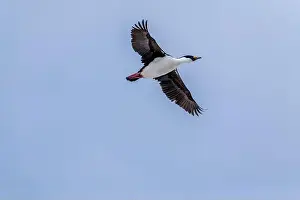 Vernadsky Research Base Prints: Antarctic shag (Leucocarbo bransfieldensis) flying in the sky. A