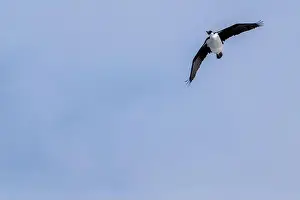 Vernadsky Research Base Prints: Antarctic shag (Leucocarbo bransfieldensis) flying in the sky. A