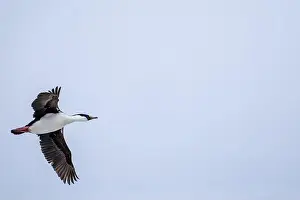 Vernadsky Research Base Prints: Antarctic shag (Leucocarbo bransfieldensis) flying in the sky. A