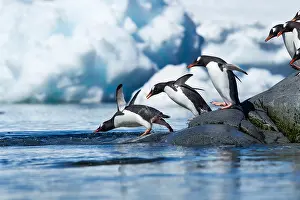 Iceberg Prints: Antarctica, Gentoo Penguins (Pygoscelis papua)