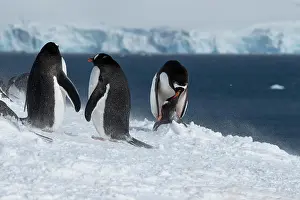 Depth Of Field Prints: Antarctica, Gerlache Strait, Palmer Archipelago