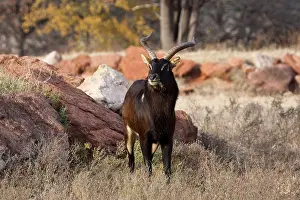 Hooves Prints: Antelope Hooves Horns Nile Lechwe wasserbock