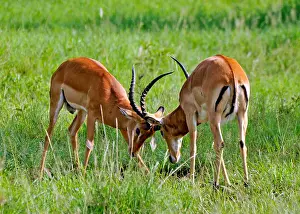 Tanzania Prints: Antelope locking horns Tanzania Collection