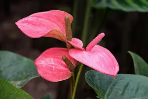 Anthurium Prints: Anthurium Pink Champion'. Anthurium Antinkeles