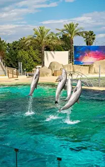 Flipper Prints: Antibes, France - 18.09.2024: Dolphin show at Marineland