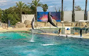 Flipper Prints: Antibes, France - 18.09.2024: Dolphin show at Marineland