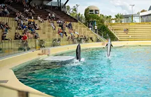 Flipper Prints: Antibes, France - 18.09.2024: Dolphin show at Marineland