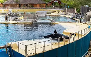 Animal Rights Prints: Antibes, France - 18.09.2024: Orca show at MarineLand