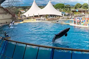 Animal Rights Prints: Antibes, France - 18.09.2024: Orca show at MarineLand