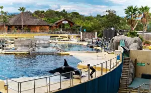 Animal Rights Prints: Antibes, France - 18.09.2024: Orca show at MarineLand