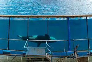 Captivity Prints: Antibes, France - 18.09.2024: Orca show at MarineLand