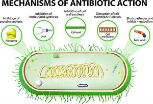 Replication Prints: antibiotic. Mechanisms of action of antimicrobials