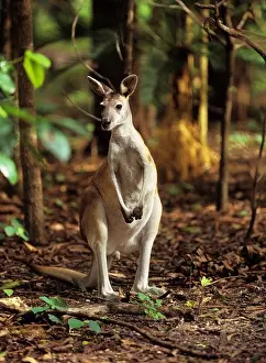 Kangaroo Prints: Antilopine wallaroo standing in forest Macropus antilopinus